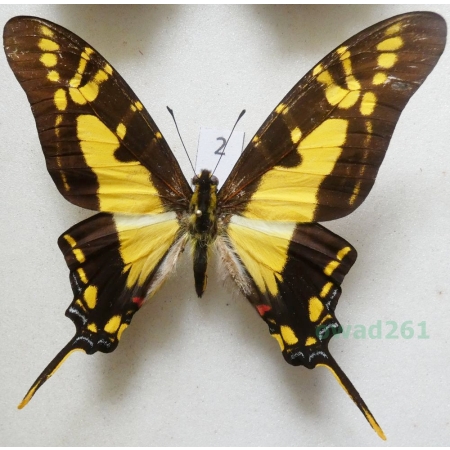 Protographium thyastes (Drury, 1782) Peru 83mm2